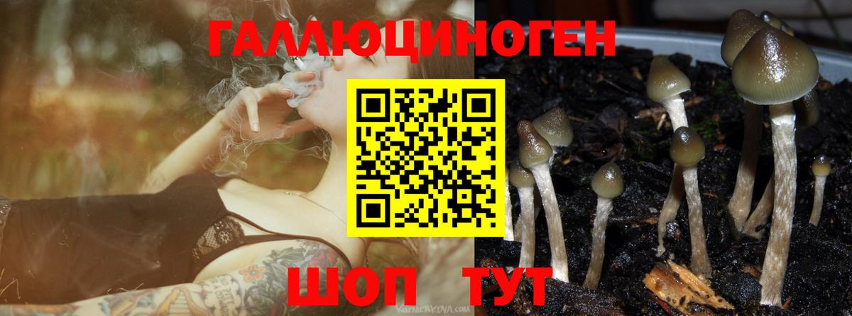 Химки  Псилоцибиновые грибы Psilocybine cubensis  Вход с VPN 